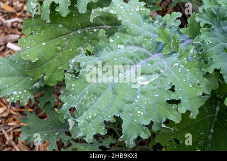 Issaquah, Washington, USA. Rote russische Kale-Pflanzen vorne und Dinosaur Kale hinten. Stockfoto