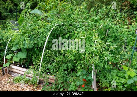 Issaquah, Washington, USA. Überfließende Kirschtomaten wachsen in einem Reifehaus Stockfoto