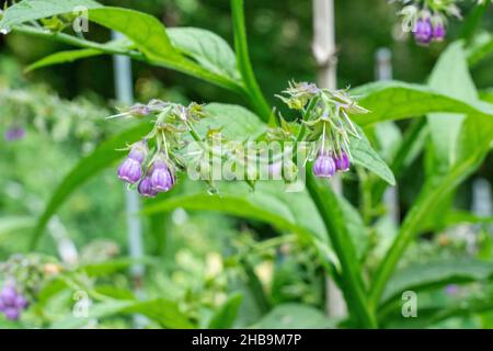 Issaquah, Washington, USA. Gewöhnlicher blühender Strauch, auch bekannt als Boneset, Knitbone, Quaker Comfrey und Slippery-Root Stockfoto