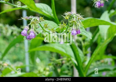 Issaquah, Washington, USA. Gewöhnlicher blühender Strauch, auch bekannt als Boneset, Knitbone, Quaker Comfrey und Slippery-Root Stockfoto