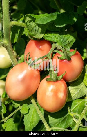 Issaquah, Washington, USA. Reife rosa Thai-Tomaten. Stockfoto