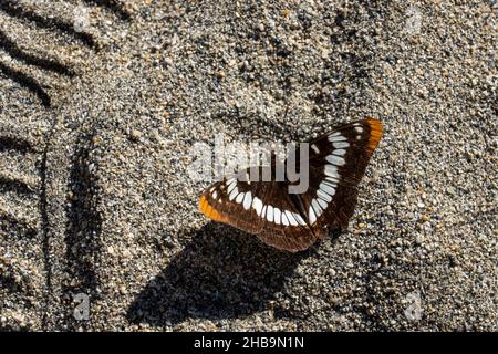 Leavenworth, Washington, USA. Rückenansicht eines Lorquin-Admiral (Limenitis lorquini)-Schmetterlings an einem Sandstrand am Wenatchee River. Stockfoto