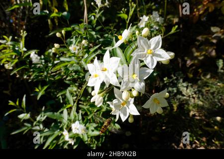 Jasminblütige Nachtschatten (Solanum laxum, SYN.: Solanum jasminoides), auch Kartoffelstrauch Stockfoto