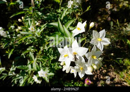 Jasminblütige Nachtschatten (Solanum laxum, SYN.: Solanum jasminoides), auch Kartoffelstrauch Stockfoto