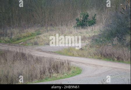 Ein wilder Hirn (Capreolus capreolus) schaut zu, regungslos in der Hoffnung, nicht entdeckt zu werden, Salisbury Plain UK Stockfoto