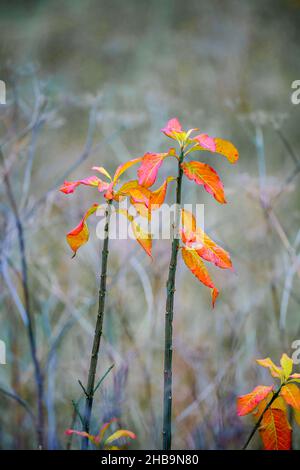 Goldene und rote Blätter auf einem jungen Buchenbaum (Fagus sylvatica), Großbritannien Stockfoto