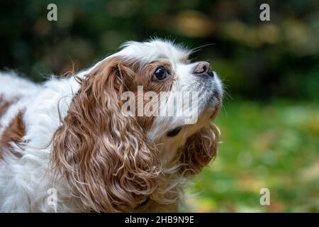 Issaquah, Washington, USA. Älterer Cavalier King Charles Spaniel, Mandy, schnüffelt in die Luft. Stockfoto