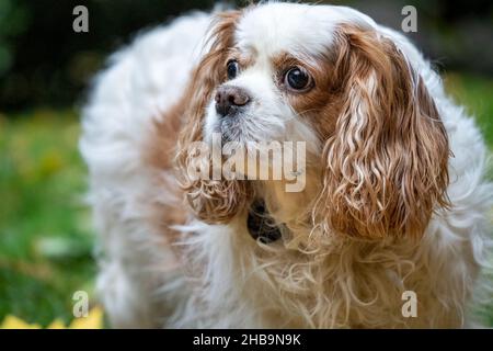 Issaquah, Washington, USA. Porträt eines älteren Kavaliers König Charles Spaniel, Mandy, Stockfoto