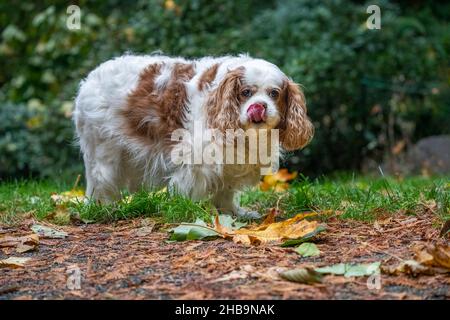 Issaquah, Washington, USA. Älterer Kavalier, König Charles Spaniel, Mandy, leckt ihre Lippen. Stockfoto