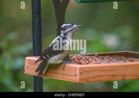 Issaquah, Washington, USA. Weibliche Specht-Dame an einem Futterhäuschen Stockfoto