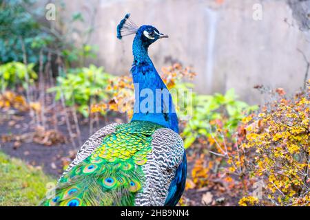 Nahaufnahme des schönen Pfaus Stockfoto