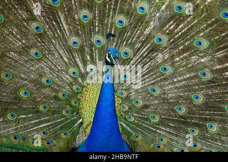 Indische Pfauenvögel (Pavo cristatus) auch als gewöhnliche Pfauenvögel und blaue Pfauenvögel bezeichnet Stockfoto