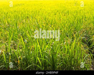 Üppig grünes Reisfeld im Mekong-Flussdelta - Long Xuyen, Vietnam Stockfoto