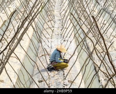 Eine Frau bereitet die Bambusstrukturen für Bohnen im Mekong-Delta vor - Long Xuyen, Vietnam Stockfoto