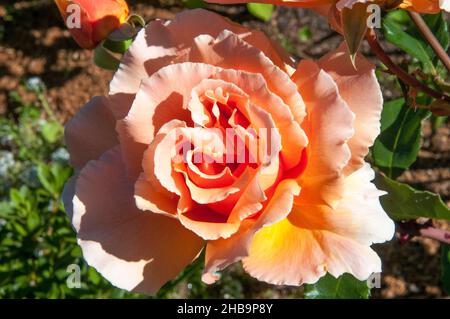 Teerose in voller Blüte, Melbourne, Australien Stockfoto