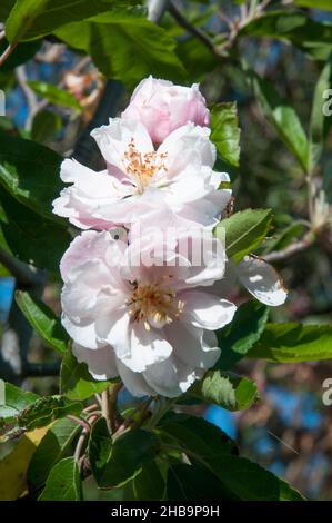 Apfelblüte im Frühsommer, Melbourne, Victoria, Australien Stockfoto