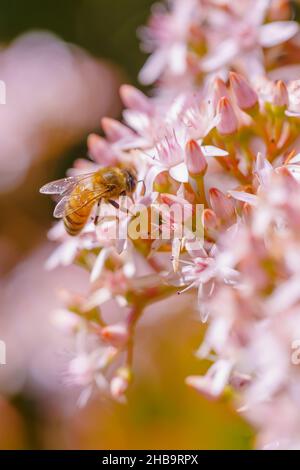 Kleine weiße und rosa sternförmige Blüten von Jadepflanze und Biene. Schöne Blumenhintergrund, sonniger Tag im Garten Stockfoto