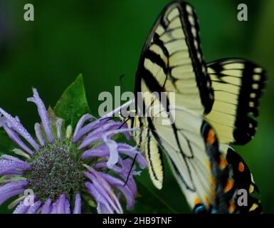 Ein Schmetterling der Schwalbe des östlichen Tigers, der aus einer purpurnen Bienenbalsam-Blume Nektar erhält Stockfoto