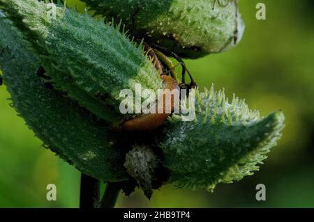 Eine braune Schnecke, die auf einer grünen, unreifen Milchkrautkapsel kriecht Stockfoto