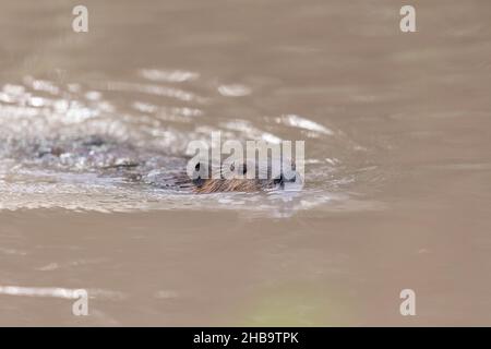 North American Beaver, Bosque del Apache National Wildlife Refuge, New Mexico, USA. Stockfoto