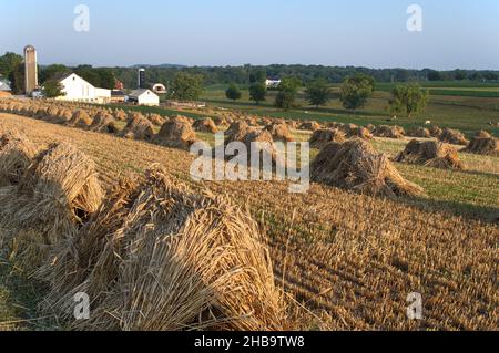 Gesammelt Trauben von Weizen oder Heuhaufen auf einem Feld, mit Kühen und einem Amish Bauernhof im Hintergrund, in der Morgensonne Stockfoto