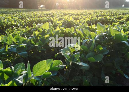 Ein Feld mit grünen Sojabohnen im Morgengrauen, Lancaster, Pennsylvania Stockfoto