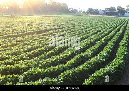 Lange Reihen von grünen Sojabohnenpflanzen im Morgenlicht Stockfoto