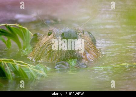 North American Beaver, Bosque del Apache National Wildlife Refuge, New Mexico, USA. Stockfoto