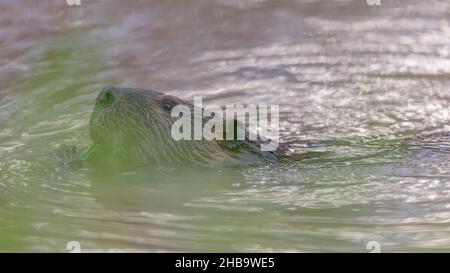 North American Beaver, Bosque del Apache National Wildlife Refuge, New Mexico, USA. Stockfoto