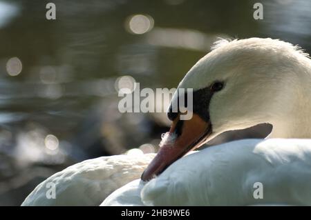 Nahsicht auf einen Mute Swan bei einem Teich in Am Morgen Stockfoto