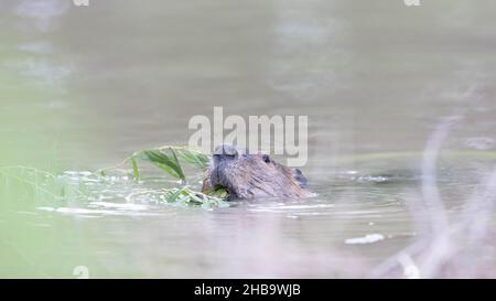 North American Beaver, Bosque del Apache National Wildlife Refuge, New Mexico, USA. Stockfoto