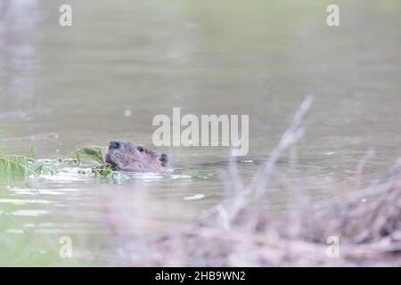 North American Beaver, Bosque del Apache National Wildlife Refuge, New Mexico, USA. Stockfoto