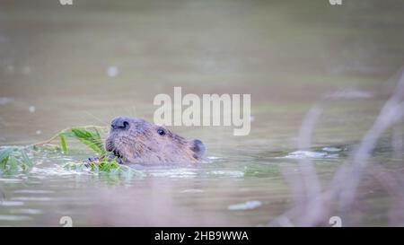 North American Beaver, Bosque del Apache National Wildlife Refuge, New Mexico, USA. Stockfoto