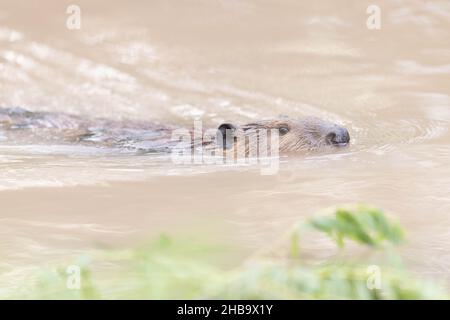 North American Beaver, Bosque del Apache National Wildlife Refuge, New Mexico, USA. Stockfoto