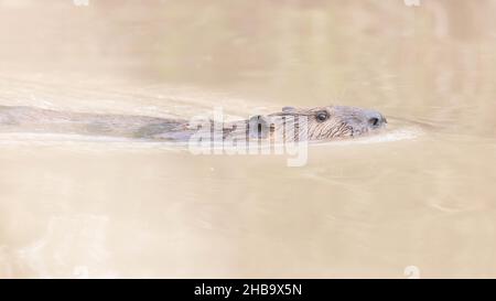 North American Beaver, Bosque del Apache National Wildlife Refuge, New Mexico, USA. Stockfoto