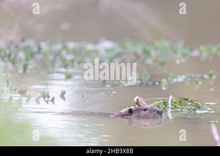 North American Beaver, Bosque del Apache National Wildlife Refuge, New Mexico, USA. Stockfoto