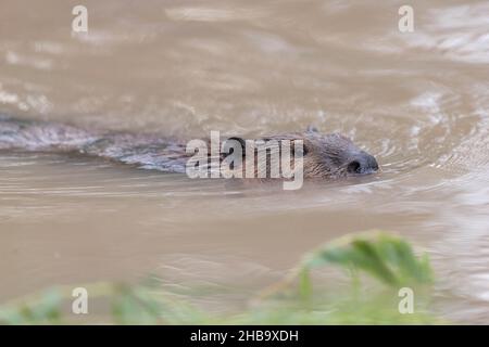 North American Beaver, Bosque del Apache National Wildlife Refuge, New Mexico, USA. Stockfoto