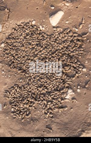 Spadfoot, (SPEA sp.), Kaulquappen in einem Trockenbecken. Chupadera Mountains, New Mexico, USA. Stockfoto