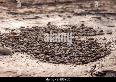 Spadfoot, (SPEA sp.), Kaulquappen in einem Trockenbecken. Chupadera Mountains, New Mexico, USA. Stockfoto