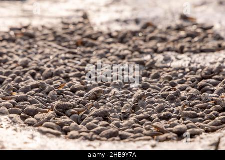 Spadfoot, (SPEA sp.), Kaulquappen in einem Trockenbecken. Chupadera Mountains, New Mexico, USA. Stockfoto