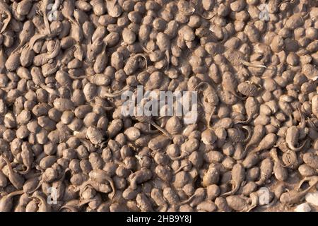 Spadfoot, (SPEA sp.), Kaulquappen in einem Trockenbecken. Chupadera Mountains, New Mexico, USA. Stockfoto