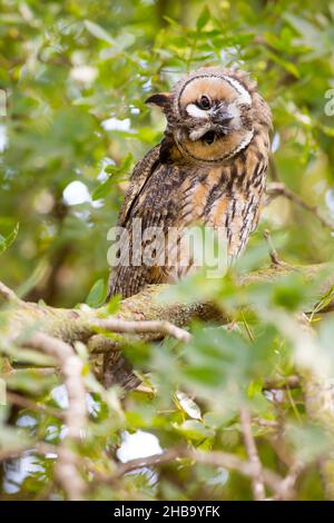 Langohreule (ASIO otus) in einem Baum. Diese Eule bewohnt Wälder in der Nähe von offenem Land auf der gesamten nördlichen Hemisphäre. Er ist streng nachtaktiv und ernährt sich hauptsächlich von kleinen Säugetieren wie Mäusen und Wühlmäusen. Fotografiert in Israel im April. Stockfoto