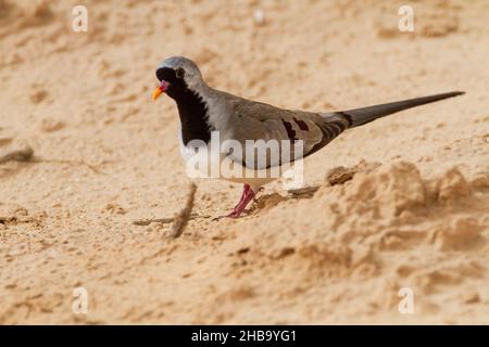 Männliche Namaqua-Taube (Oena capensis). Die Männchen haben gelbe und rote Schnäbel, während das Weibchen einen schwarzen Schnabel hat. Diese Taube ist auf der Nahrungssaat. Es kommt überall in Afrika südlich der Sahara vor, bis hin zur arabischen Halbinsel und der Türkei. Fotografiert in der Nähe von Wasser in der Negev-Wüste, Israel. Stockfoto