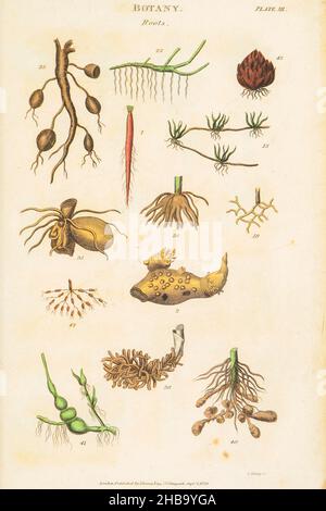 Botanische Illustrationen, die das Linneanische Klassifizierungssystem darstellen. Carl Linnaeus (1707â € “1778) war ein schwedischer Botaniker, Zoologe, Taxonom und Arzt, der binomiale Nomenklatur formalisierte, das moderne System der Namensgebung von Organismen. Er ist bekannt als der Vater der modernen Taxonomie. Herausgegeben von T. TEGG in London, Großbritannien, 1826. Stockfoto