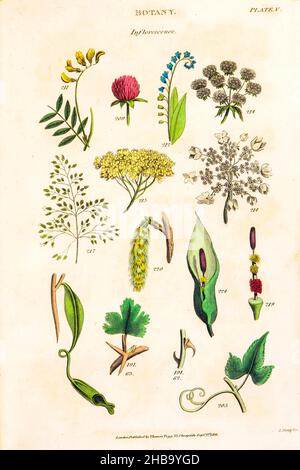 Botanische Illustrationen, die das Linneanische Klassifizierungssystem darstellen. Carl Linnaeus (1707â € “1778) war ein schwedischer Botaniker, Zoologe, Taxonom und Arzt, der binomiale Nomenklatur formalisierte, das moderne System der Namensgebung von Organismen. Er ist bekannt als der Vater der modernen Taxonomie. Herausgegeben von T. TEGG in London, Großbritannien, 1826. Stockfoto