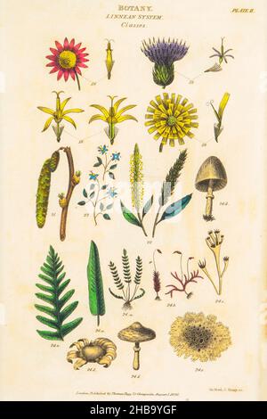 Botanische Illustrationen, die das Linneanische Klassifizierungssystem darstellen. Carl Linnaeus (1707â € “1778) war ein schwedischer Botaniker, Zoologe, Taxonom und Arzt, der binomiale Nomenklatur formalisierte, das moderne System der Namensgebung von Organismen. Er ist bekannt als der Vater der modernen Taxonomie. Herausgegeben von T. TEGG in London, Großbritannien, 1826. Stockfoto