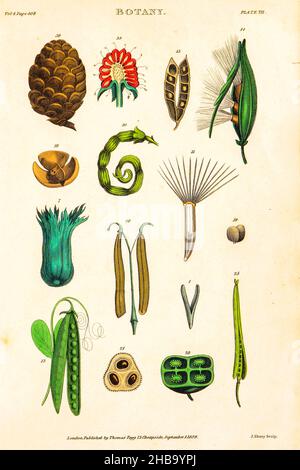 Botanische Illustrationen, die das Linneanische Klassifizierungssystem darstellen. Carl Linnaeus (1707â € “1778) war ein schwedischer Botaniker, Zoologe, Taxonom und Arzt, der binomiale Nomenklatur formalisierte, das moderne System der Namensgebung von Organismen. Er ist bekannt als der Vater der modernen Taxonomie. Herausgegeben von T. TEGG in London, Großbritannien, 1826. Stockfoto