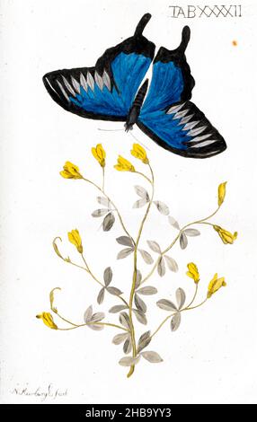 Schmetterling und Pflanze, 18th Jahrhundert Illustration. Aus „Rare Plants Painted in Vivid Colours“ von Nicolaus Meerburg (1734-1814). Veröffentlicht im Jahr 1789. Stockfoto