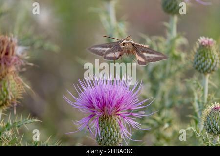 Weiß gesäumte Sphinx Moth on Thistle, Chupadera Mountains, New Mexico, USA. Stockfoto