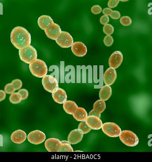 Leuconostoc-Bakterien, Computerdarstellung. Es handelt sich dabei um grampositive, kokkoide, chemoorganoheterotrophe, fakultativ anaerobe Bakterien (Prokaryotes) Stockfoto